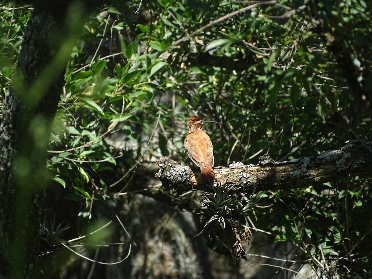 Scimitar-billed Woodcreeper - ML646760687