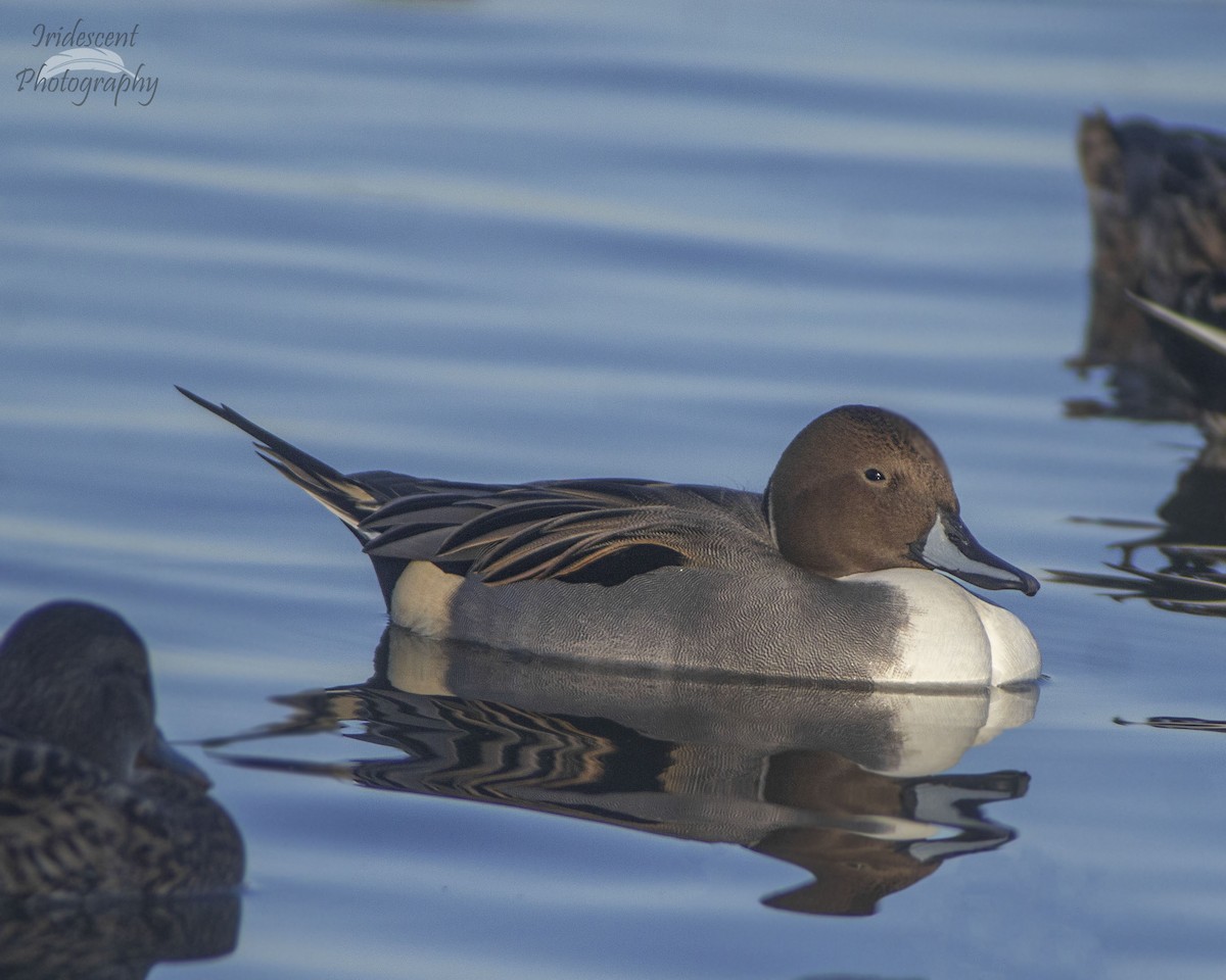 Northern Pintail - ML646760688
