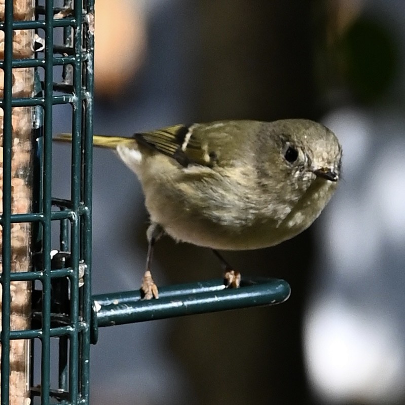 Ruby-crowned Kinglet - ML646760690