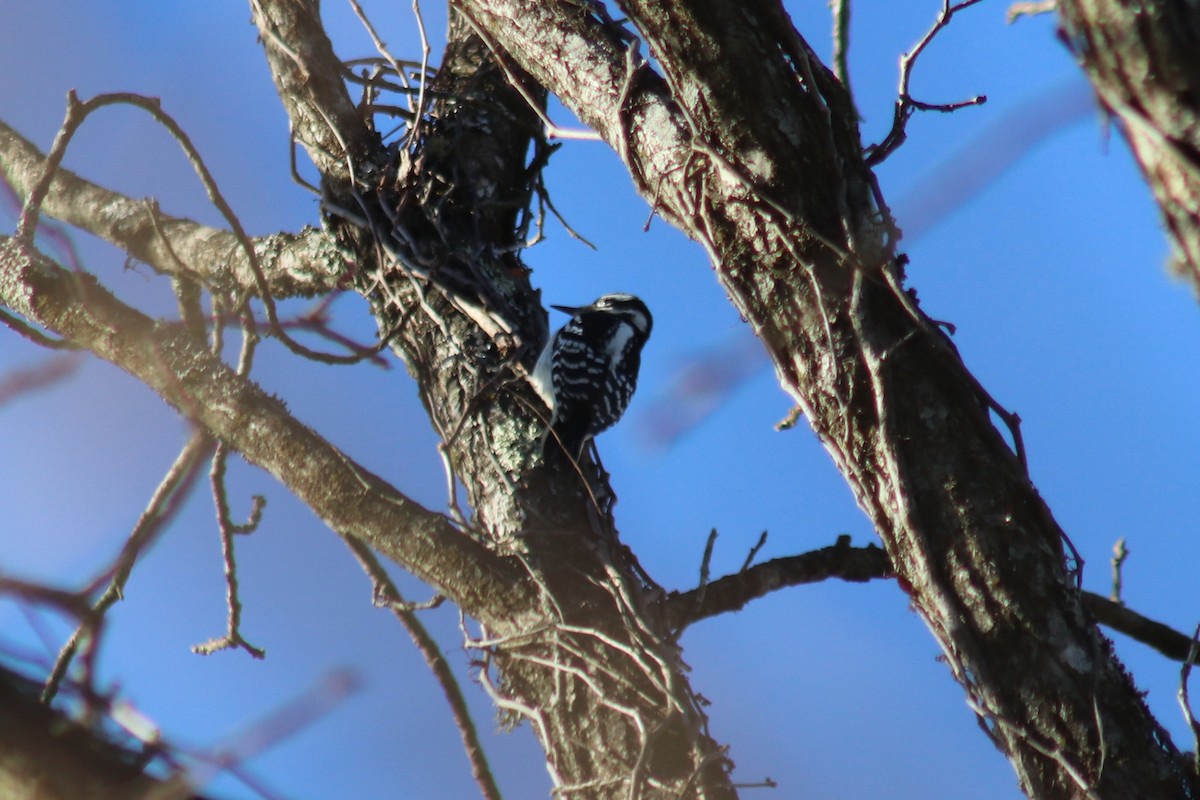 Hairy Woodpecker - ML646760691