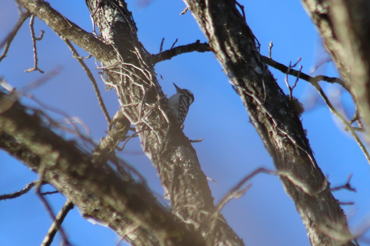 Hairy Woodpecker - ML646760693