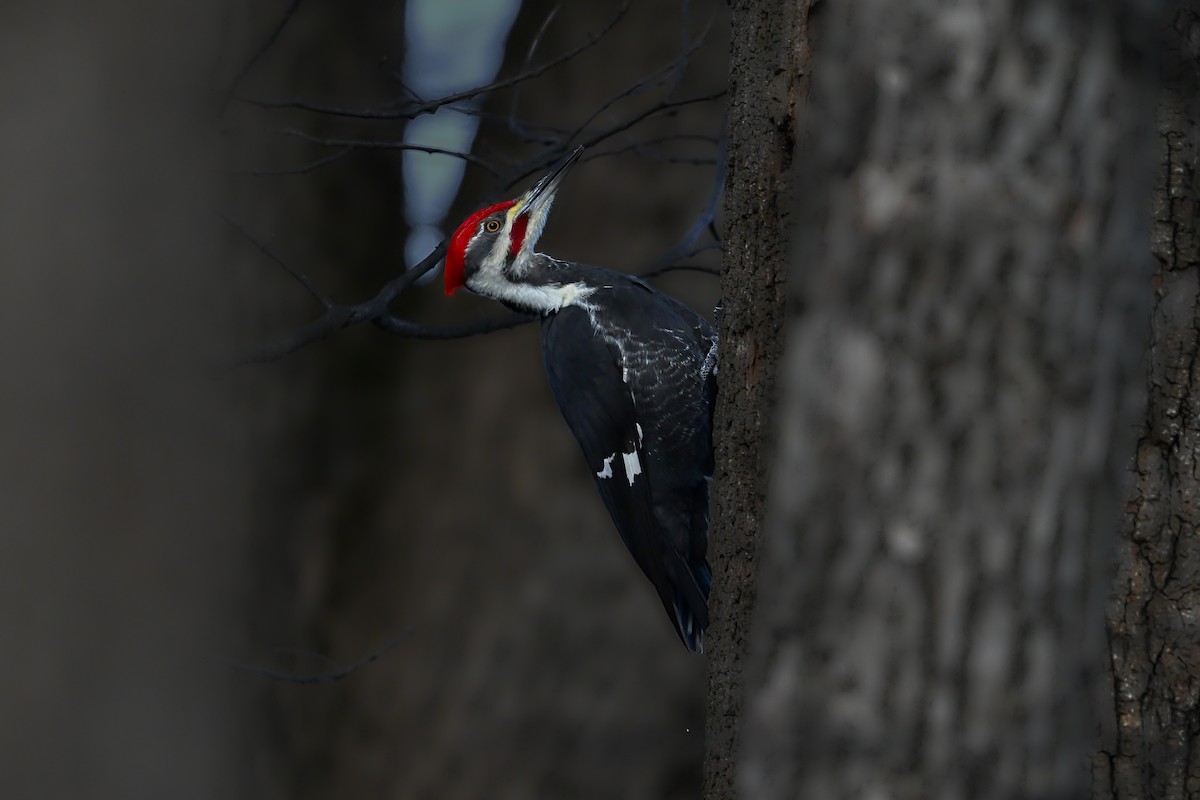 Pileated Woodpecker - ML646760694