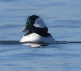 Bufflehead - ML646760695