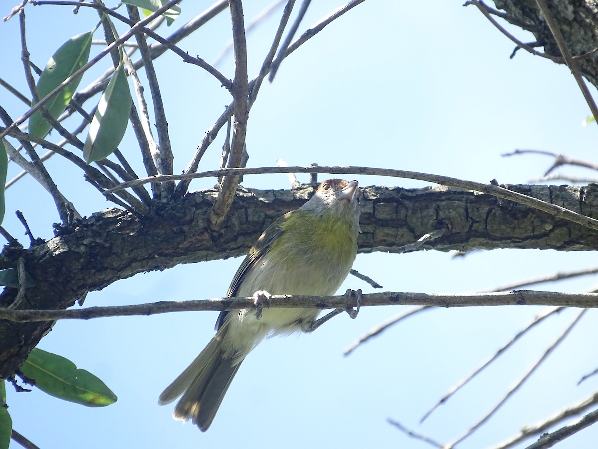 Rufous-browed Peppershrike - ML646760696