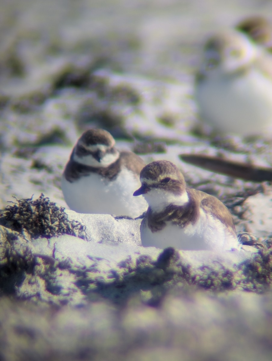 Txirritxo erdipalmatua - ML646760697