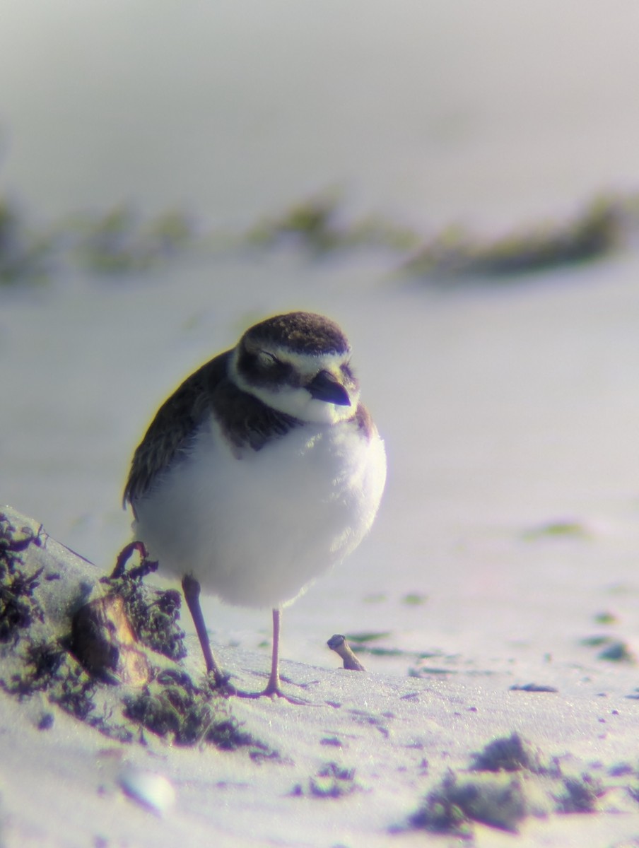 Wilson txirritxoa - ML646760701