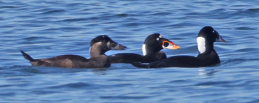 Surf Scoter - ML646760702