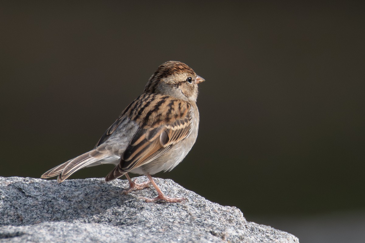 Chipping Sparrow - ML646760703