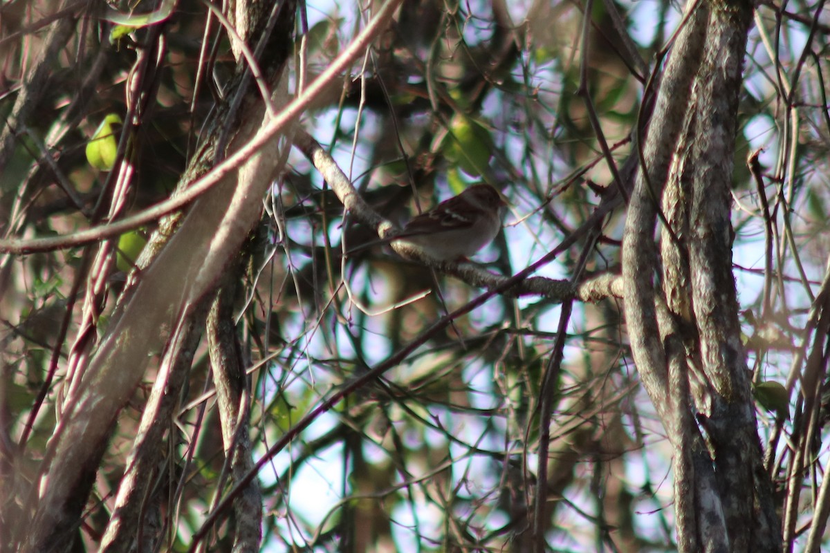 Field Sparrow - ML646760705