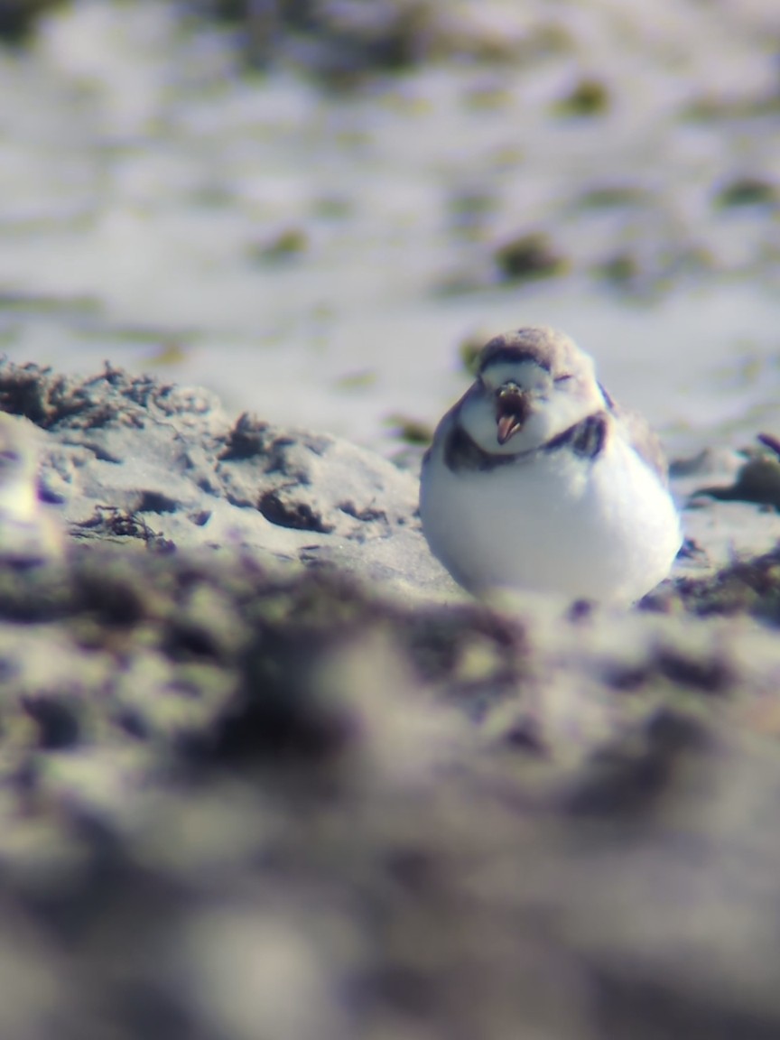 Piping Plover - ML646760707