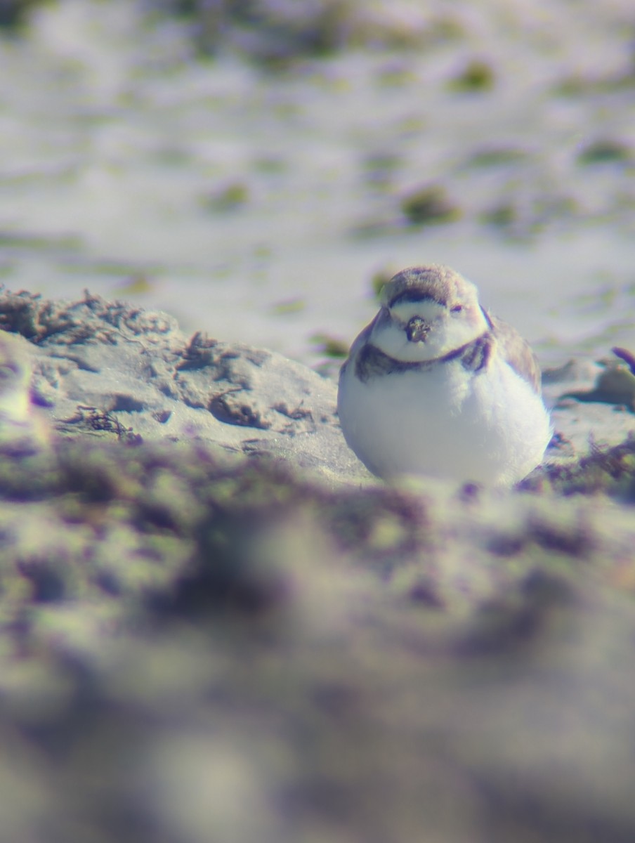 Piping Plover - ML646760708