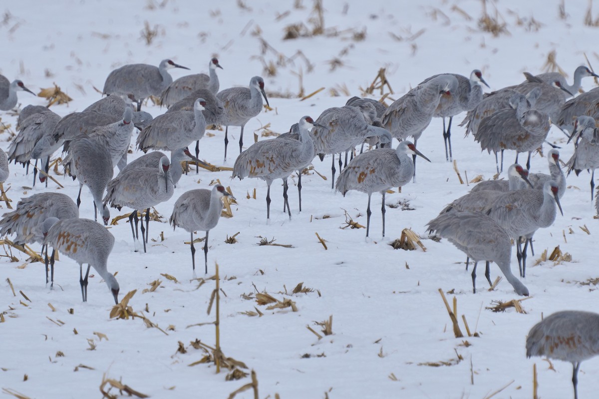 Grue du Canada - ML646760709