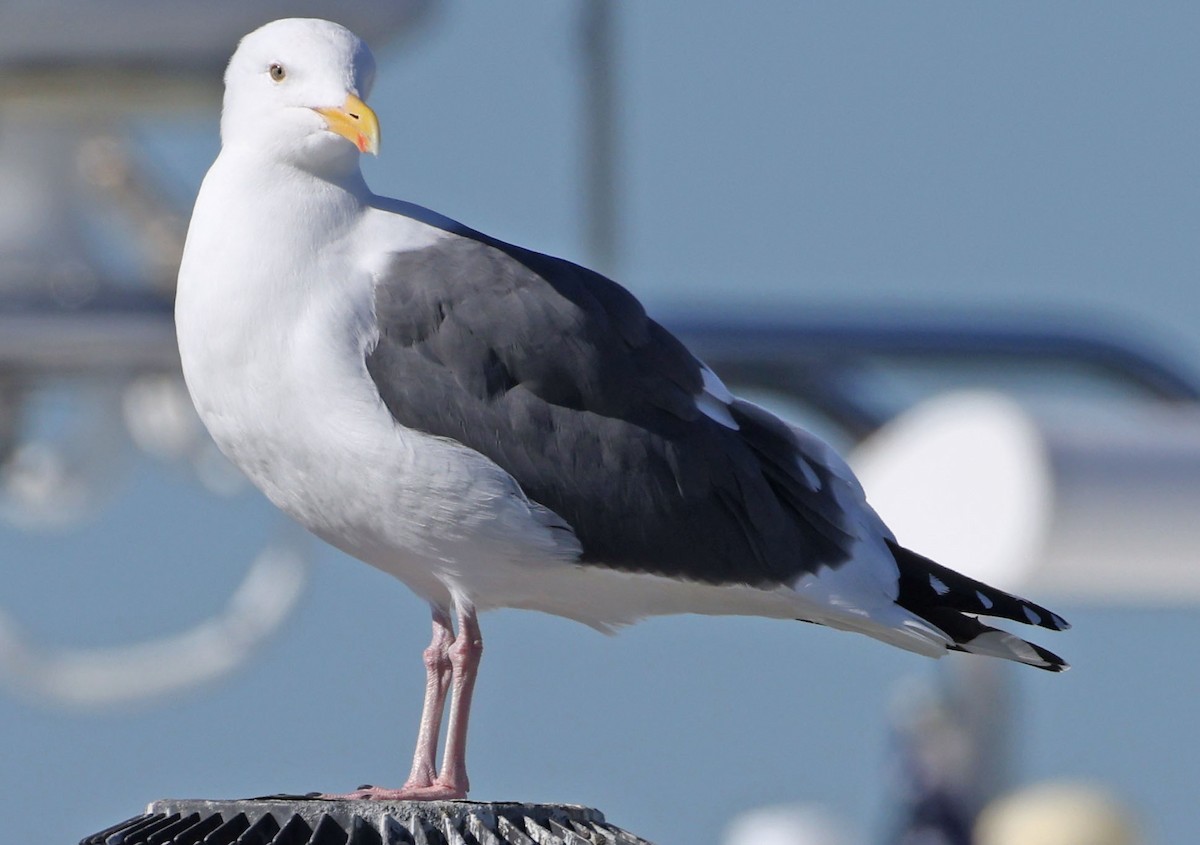 Мартин західний - ML646760710