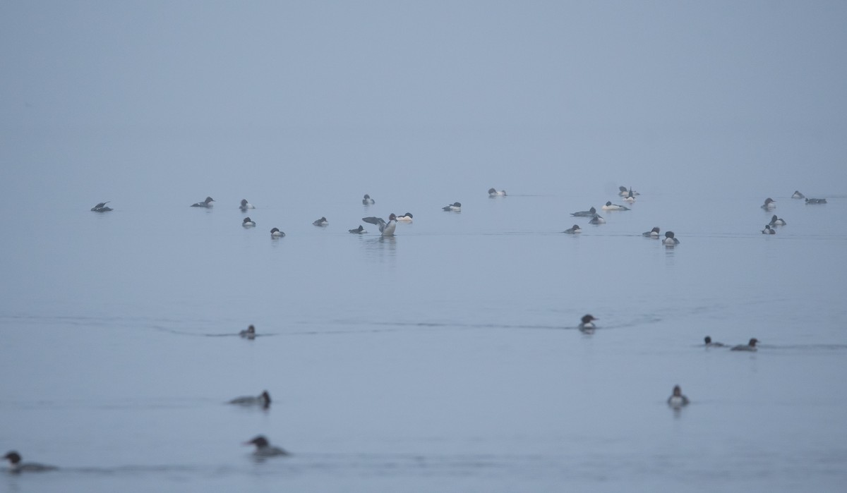 川秋沙 - ML646760712