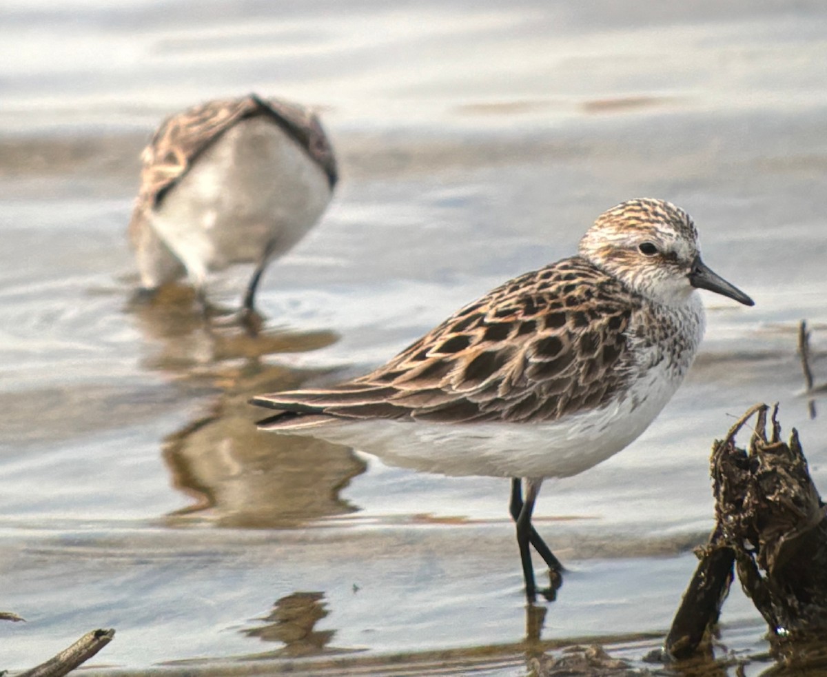 Bécasseau semipalmé - ML646760715