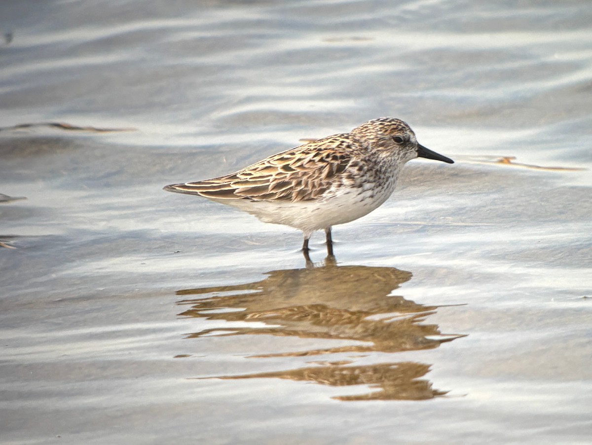 Bécasseau semipalmé - ML646760716