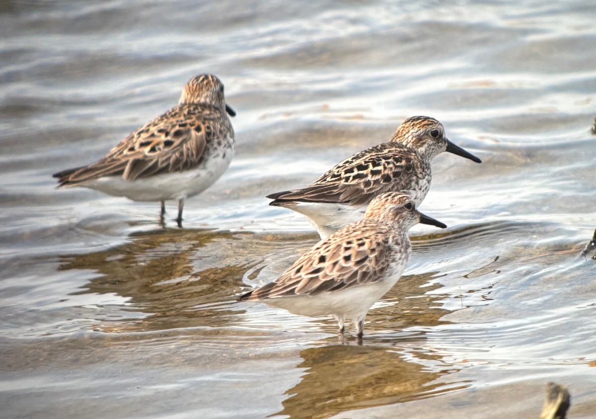 Bécasseau semipalmé - ML646760717