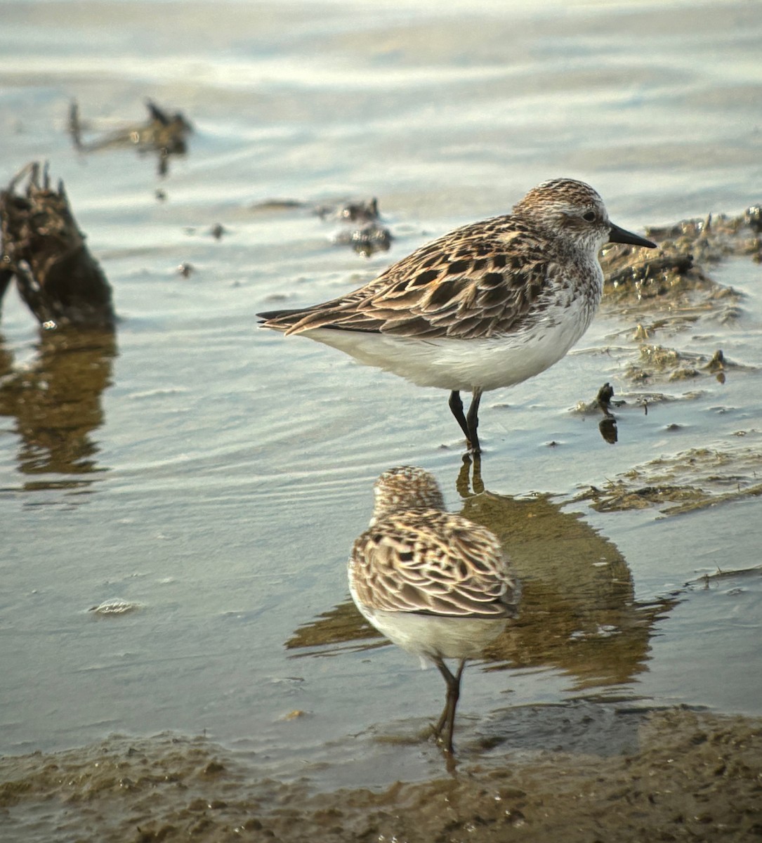 Bécasseau semipalmé - ML646760718