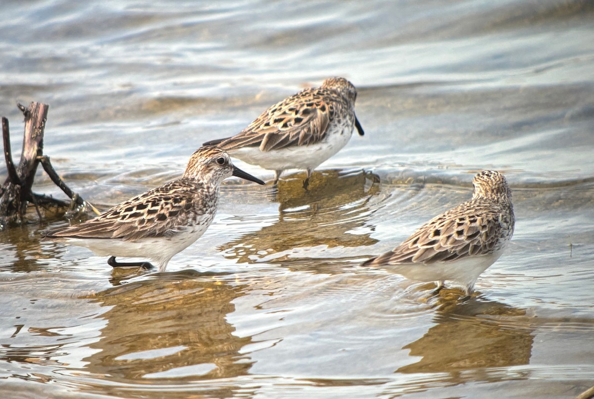 Bécasseau semipalmé - ML646760719