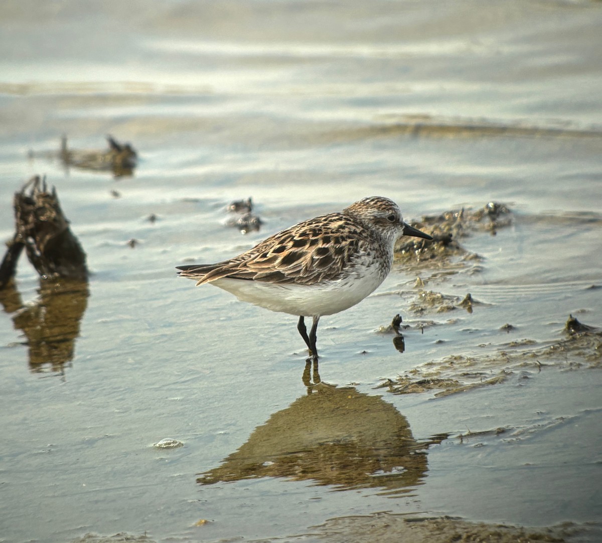 Bécasseau semipalmé - ML646760720