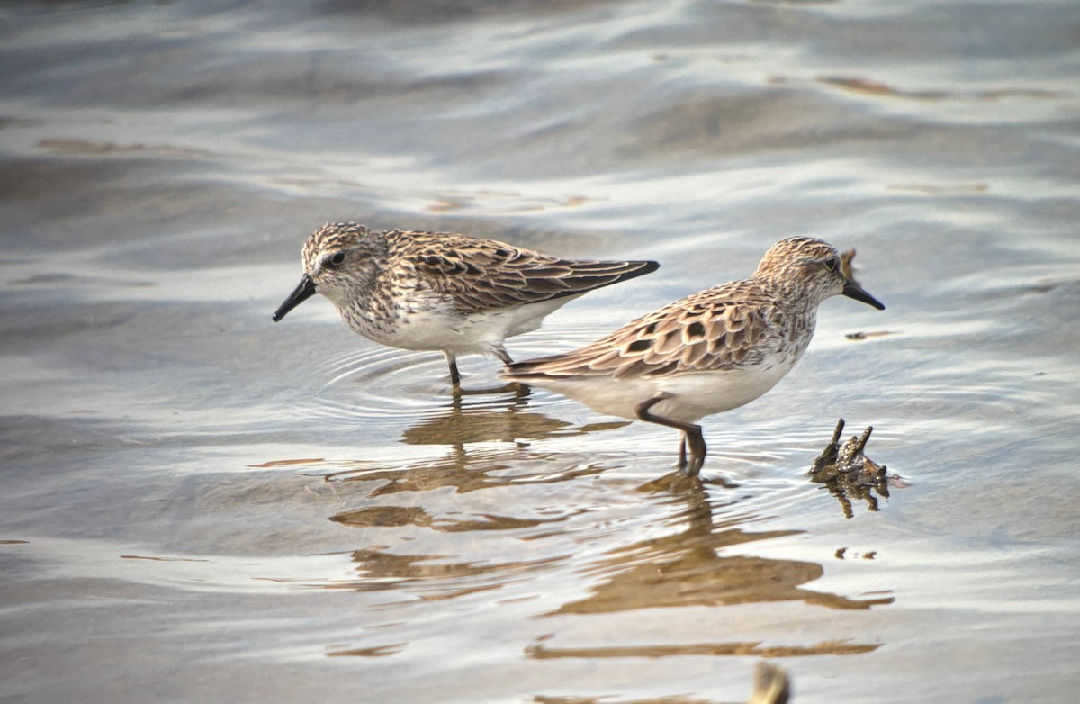 Bécasseau semipalmé - ML646760721