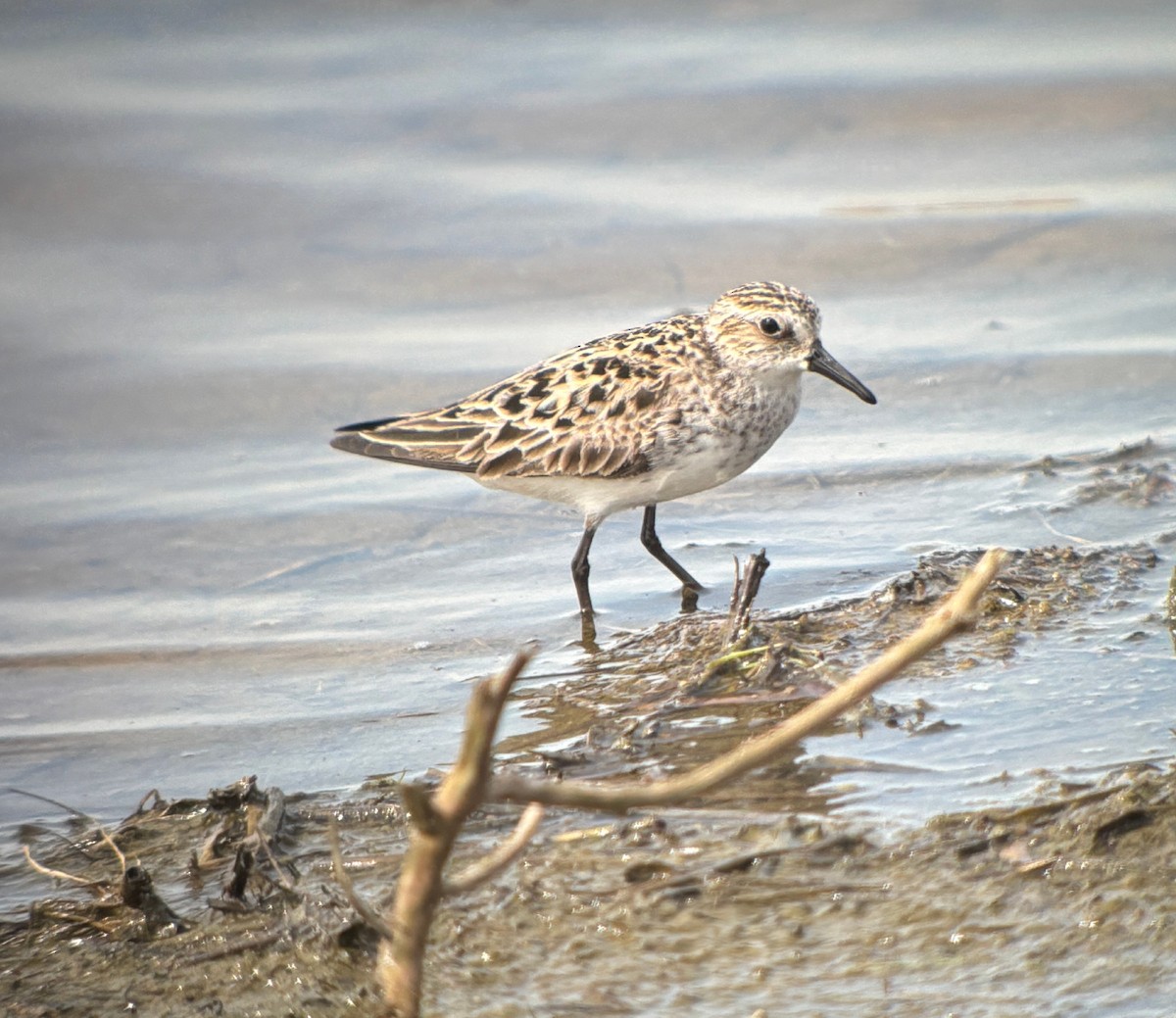 Bécasseau semipalmé - ML646760722