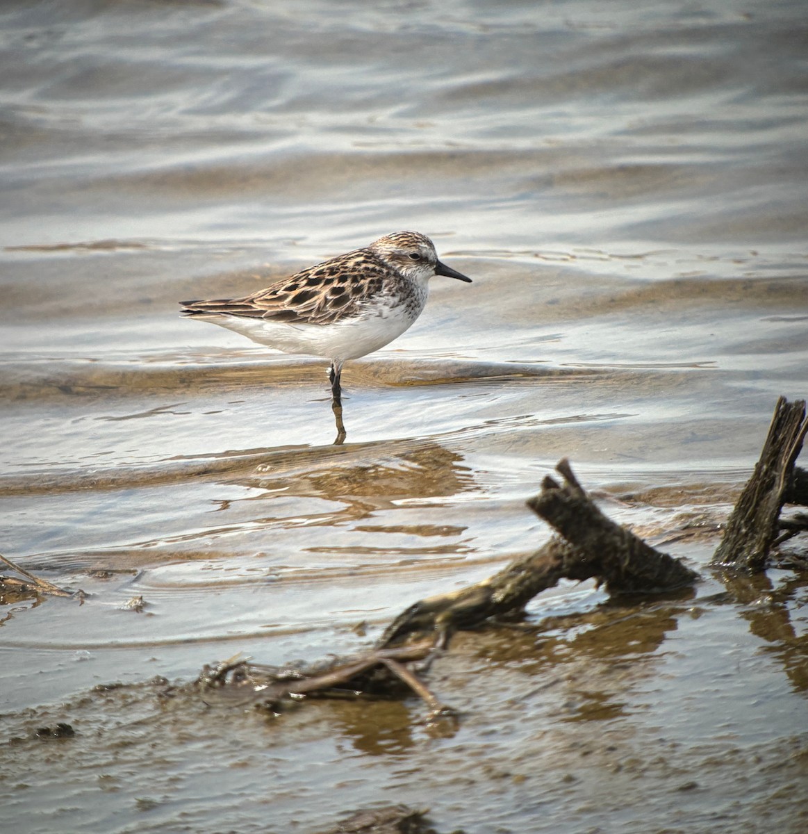 Bécasseau semipalmé - ML646760723