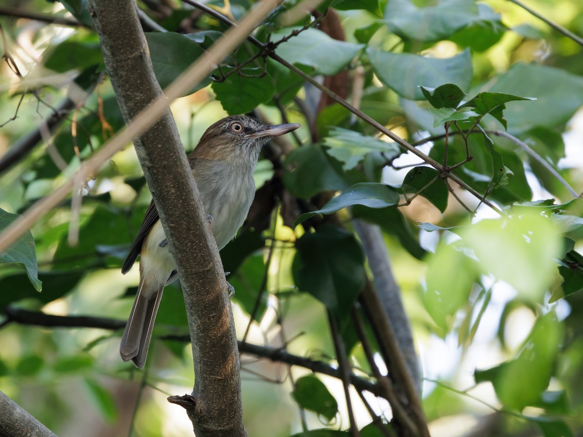 Bright-rumped Attila (Northern) - ML646760725