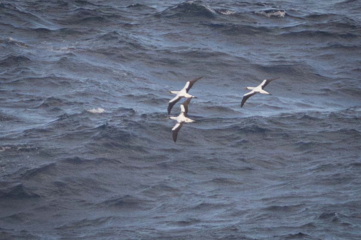 藍臉鰹鳥 - ML646760726