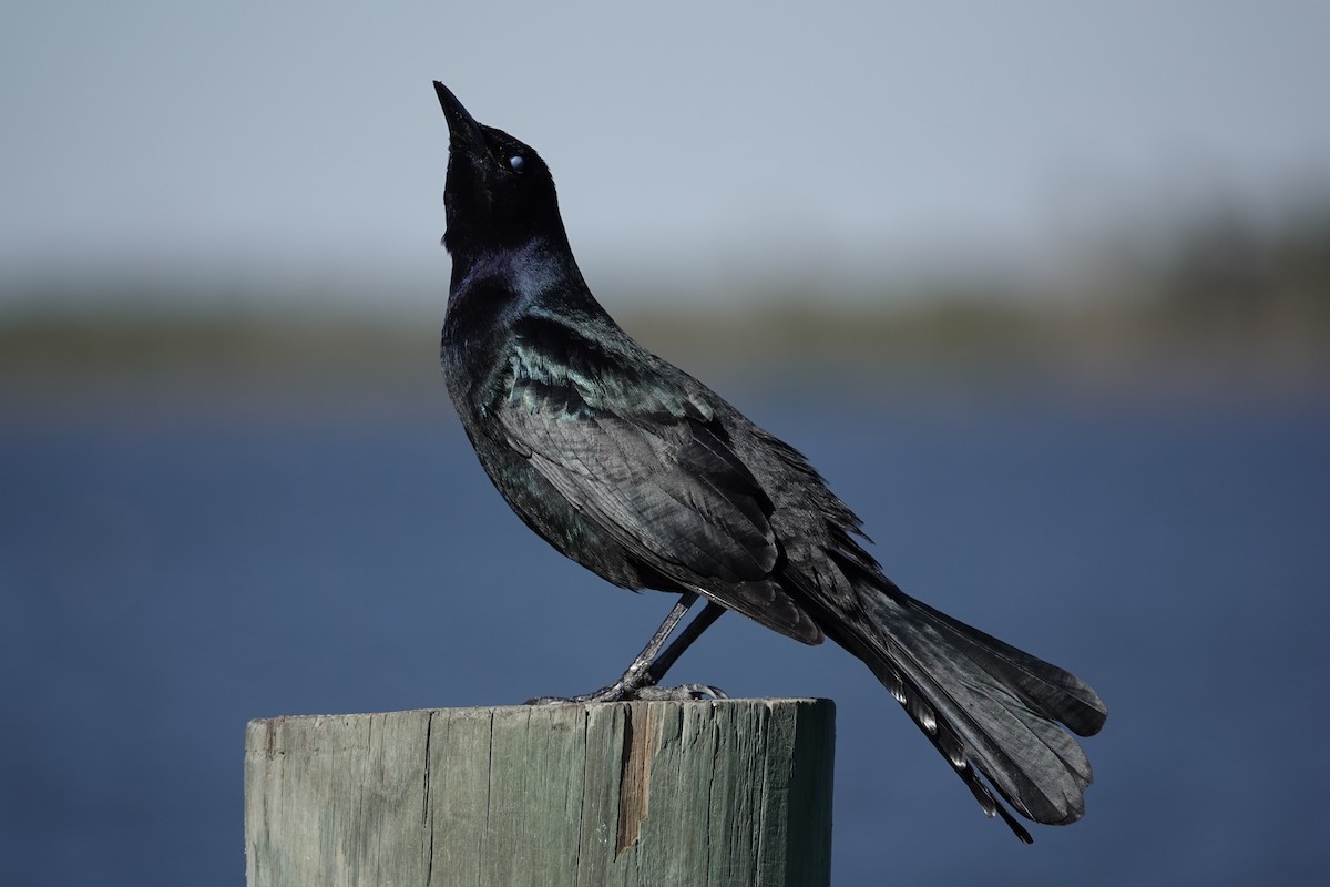 Boat-tailed Grackle - ML646760727