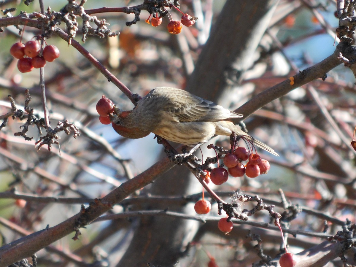 House Finch - ML646760729