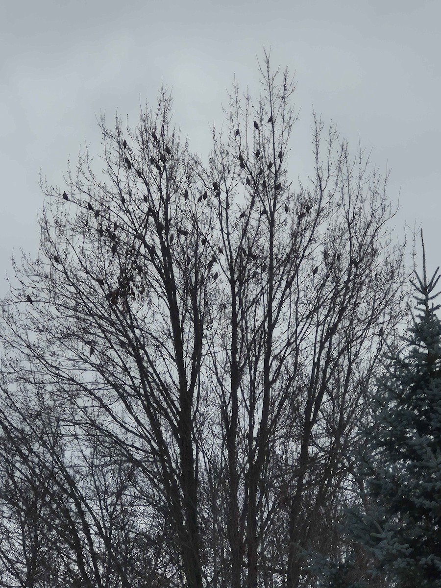 Bohemian Waxwing - ML646760730