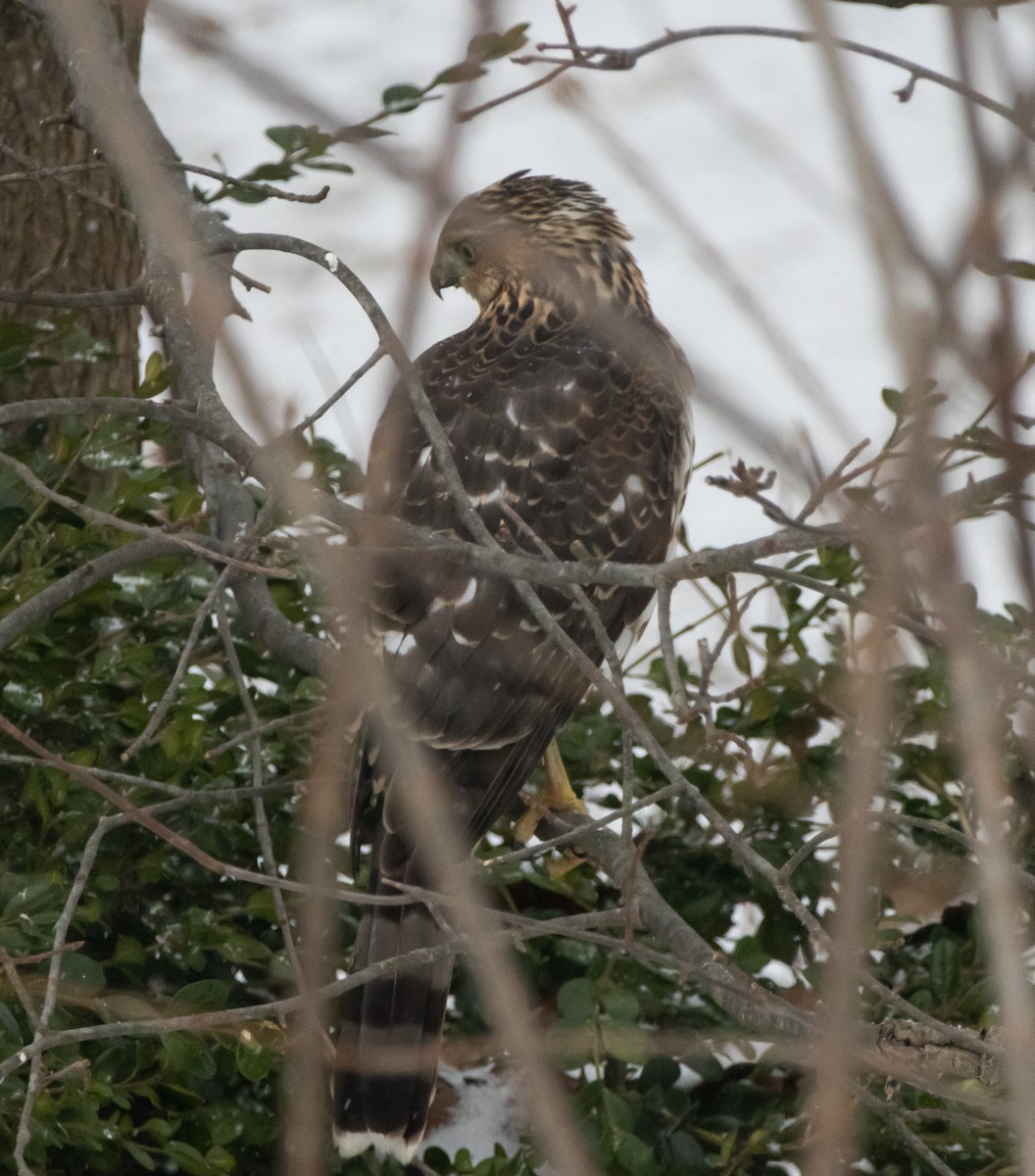 Cooper's Hawk - ML646760731
