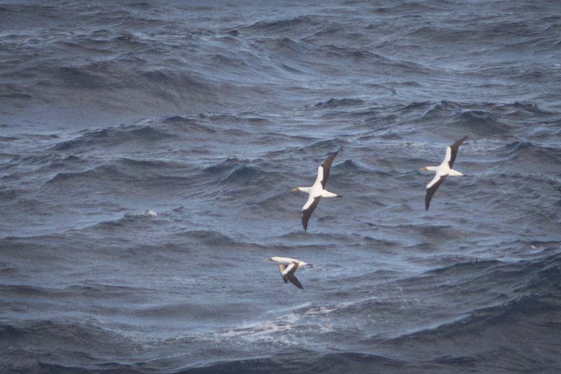 藍臉鰹鳥 - ML646760732