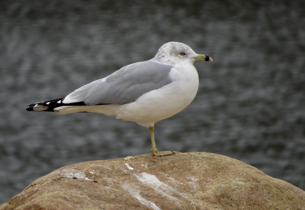 Ring-billed Gull - ML646760733