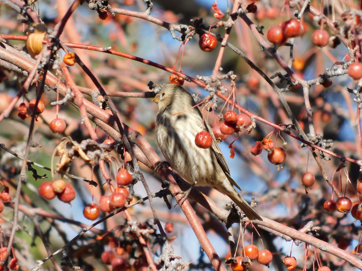 House Finch - ML646760734