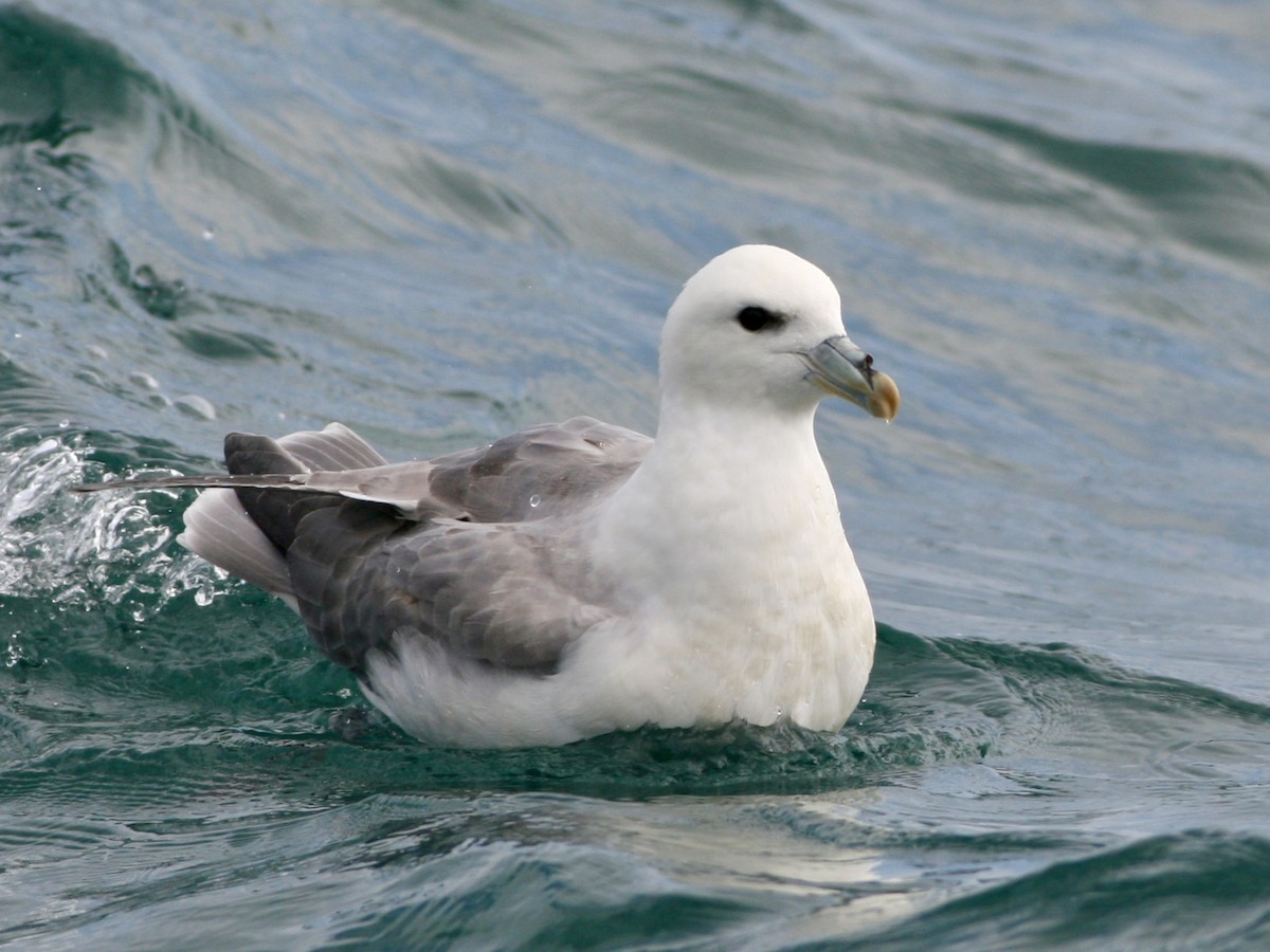 Fulmar boreala - ML646760737