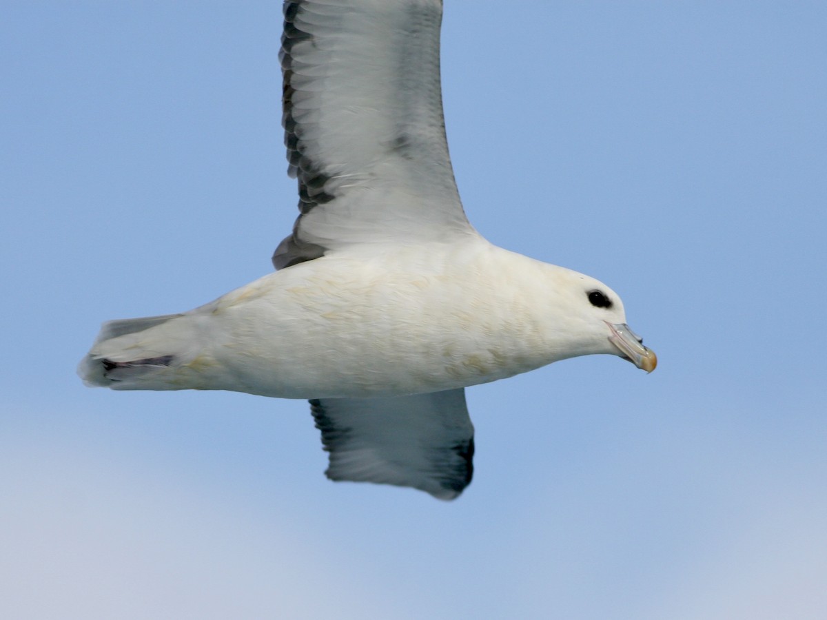 Fulmar boreala - ML646760738