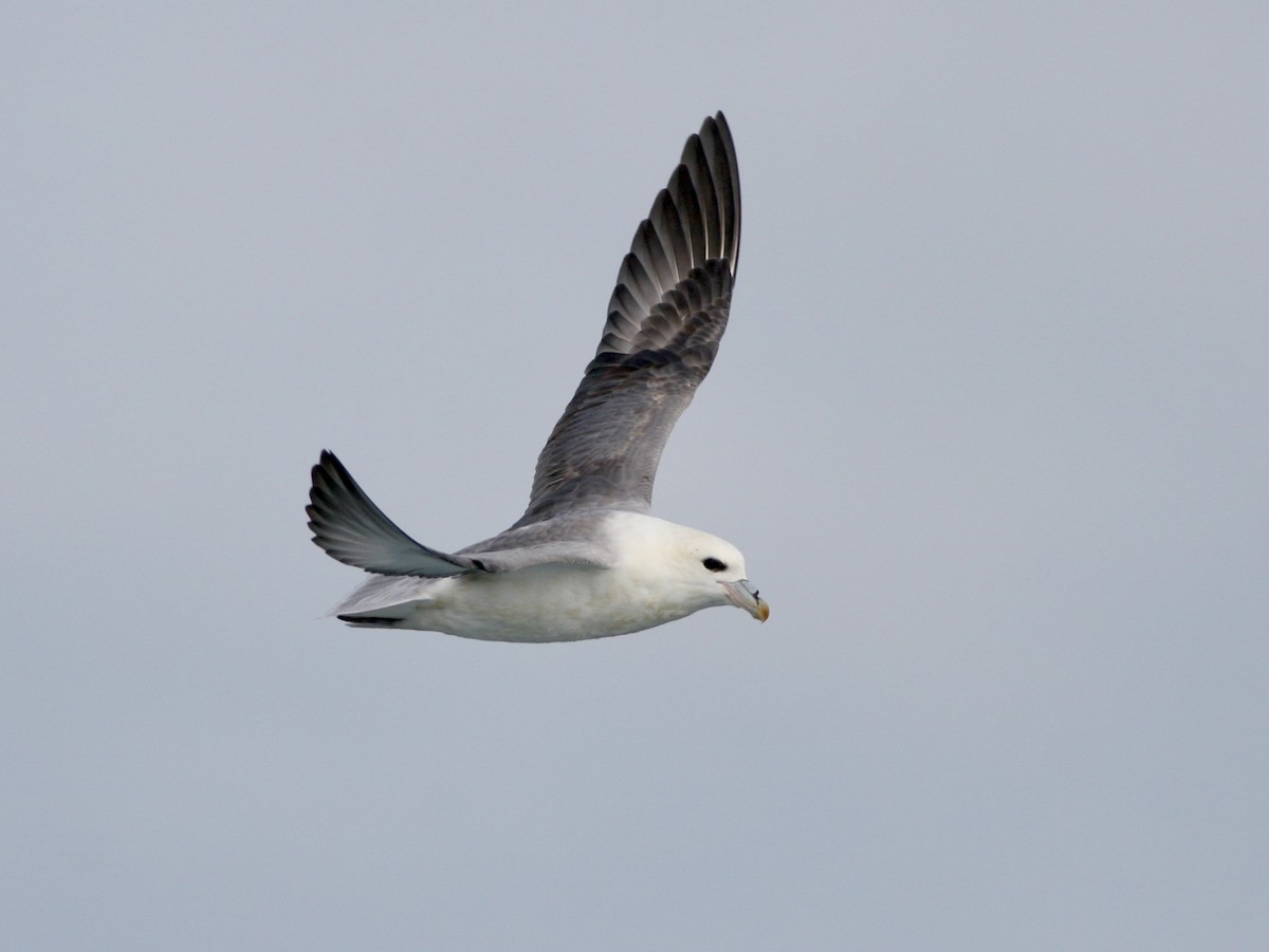 Fulmar boreala - ML646760739
