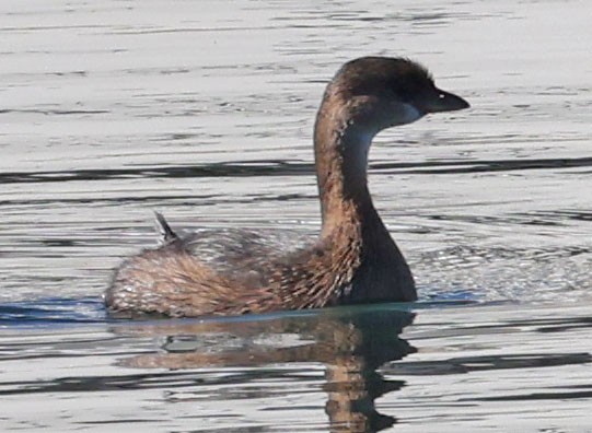Pied-billed Grebe - ML646760741