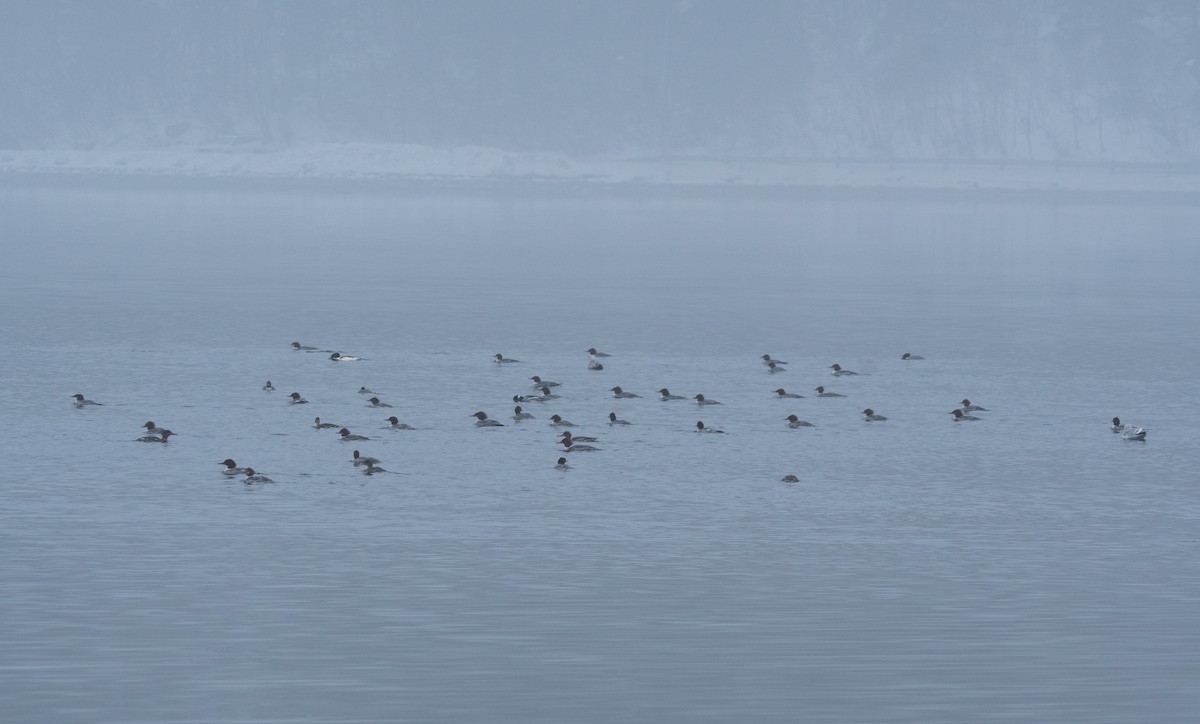 川秋沙 - ML646760743