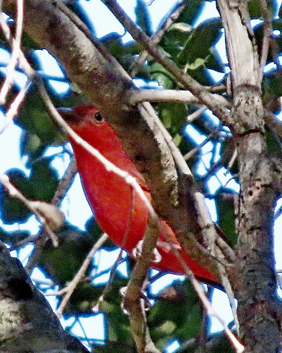 להבית אדומה - ML646760747