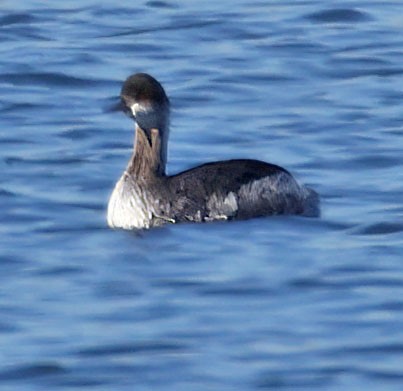 Grèbe à cou noir - ML646760750