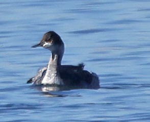 Grèbe à cou noir - ML646760751