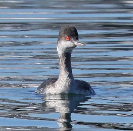 Grèbe à cou noir - ML646760752