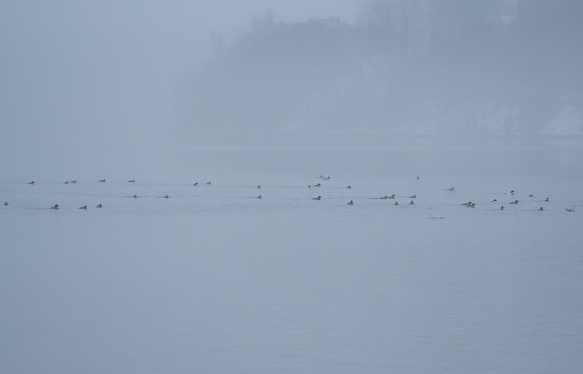 川秋沙 - ML646760753