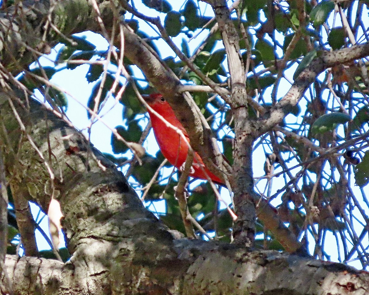 להבית אדומה - ML646760754