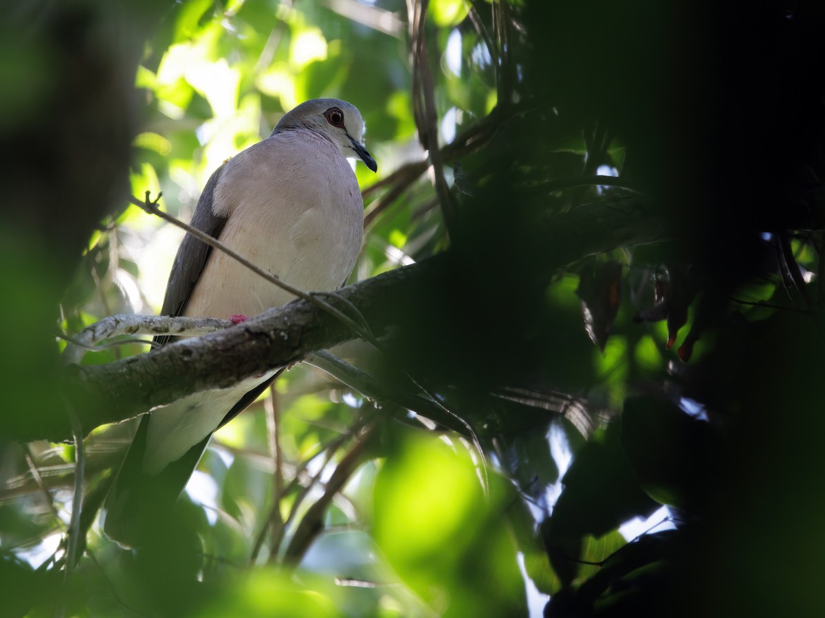 Caribbean Dove - ML646760755