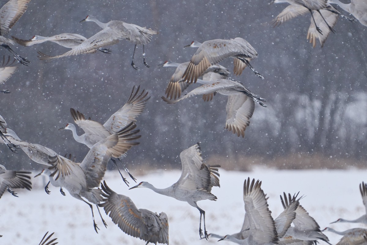 Grue du Canada - ML646760761