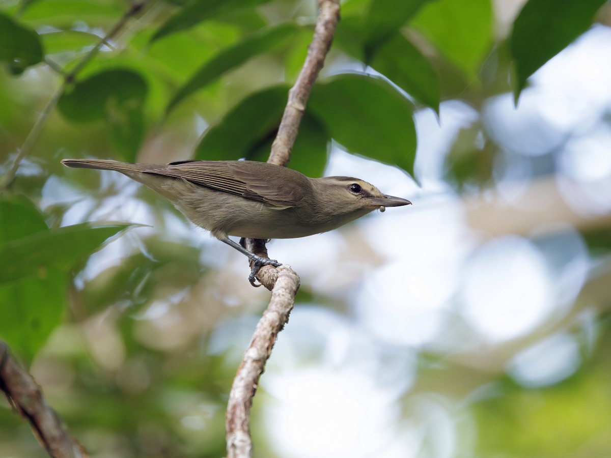 Yucatan Vireo - ML646760762